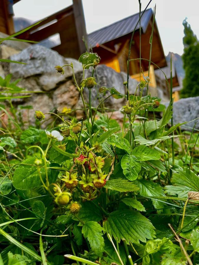 Center Park Valbona Valley Bajram Curr